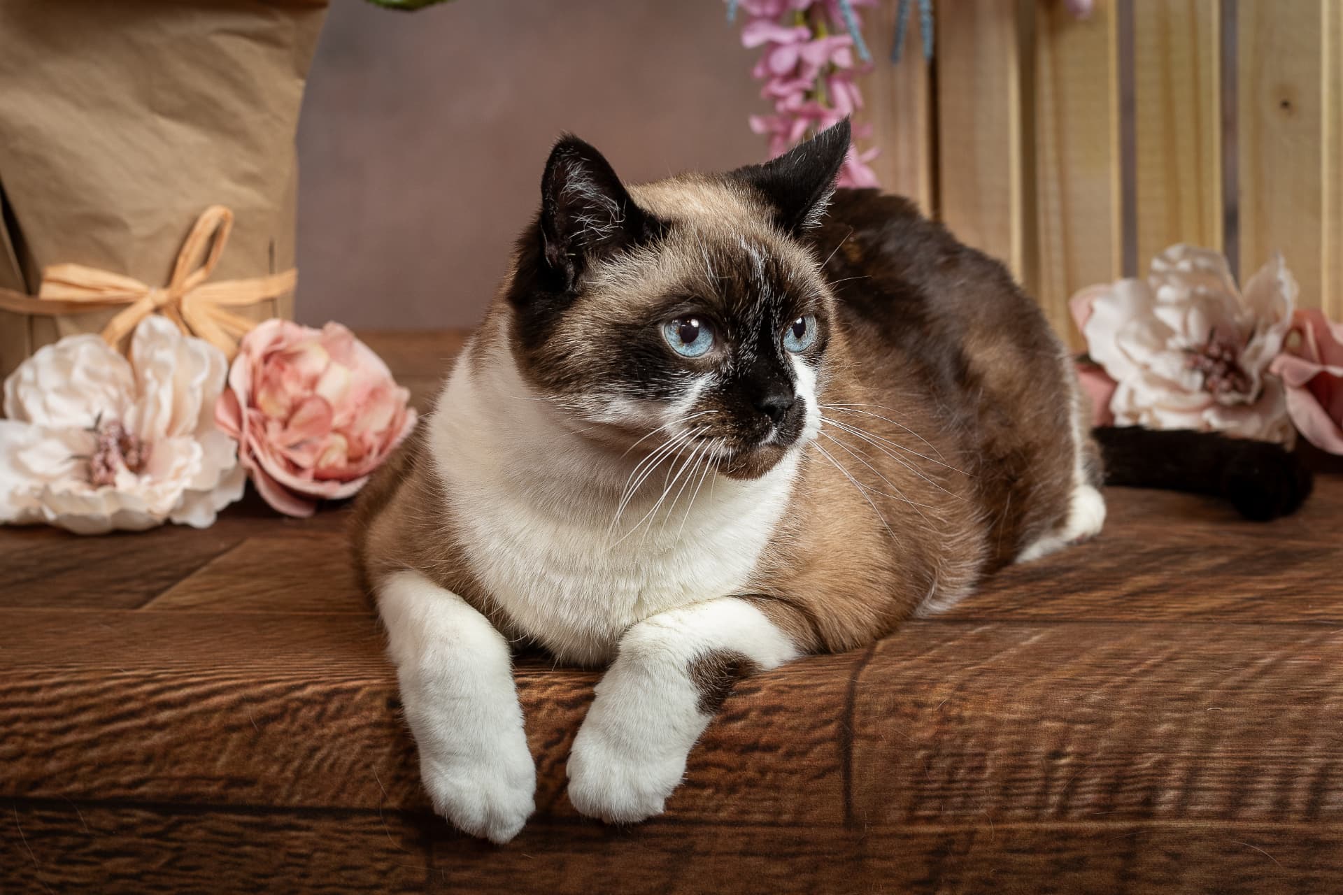 Studio portrait of a siamese cat resting on a wooden bench surrounded by soft pink and cream blossoms