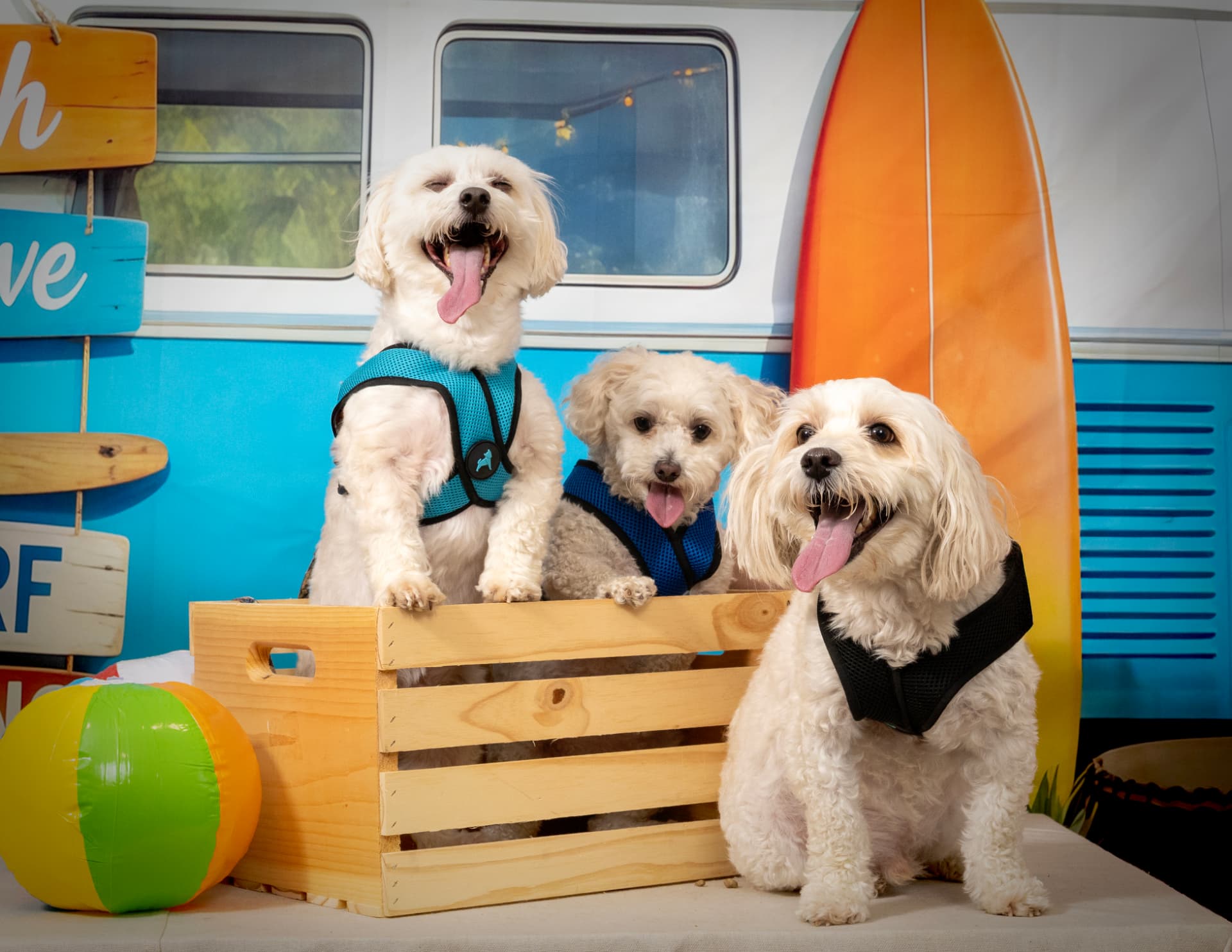 Three happy dogs posed together in a colorful summer beach portrait set with a vintage van and surfboard