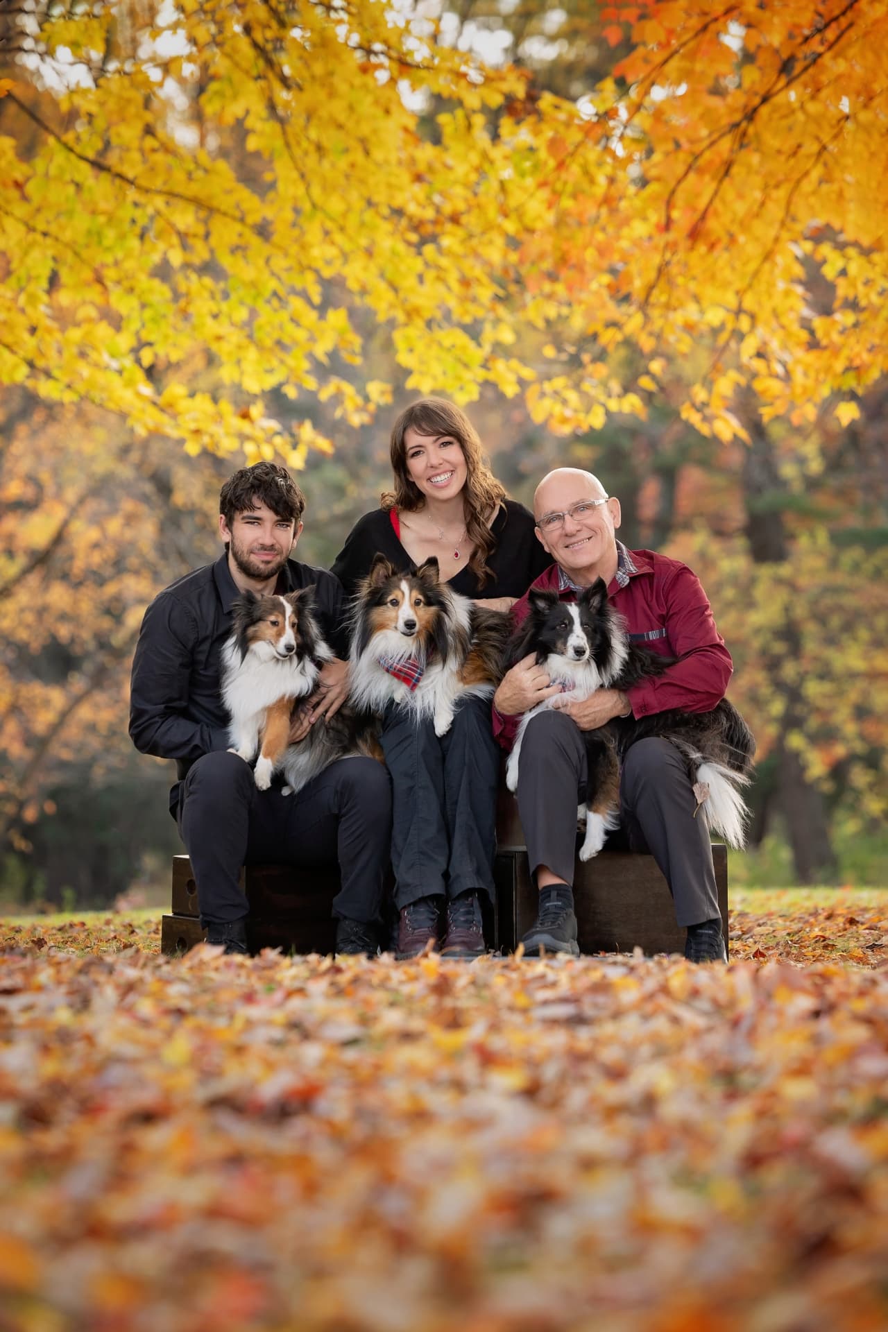 Family portrait session outdoors in autumn with three people holding three Shetland Sheepdogs among golden fall foliage