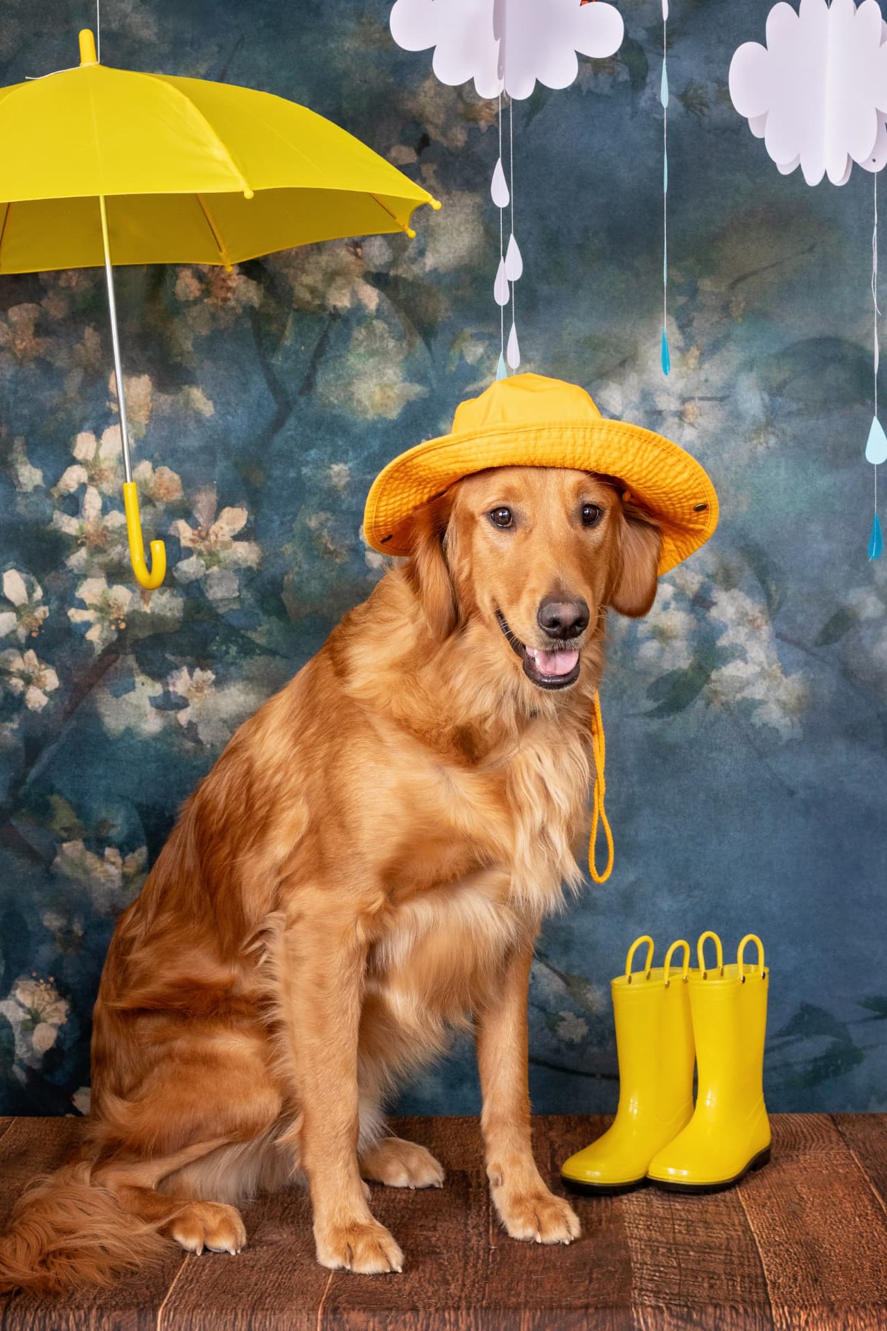 Golden retriever in a yellow rain hat beside yellow boots in a spring portrait set
