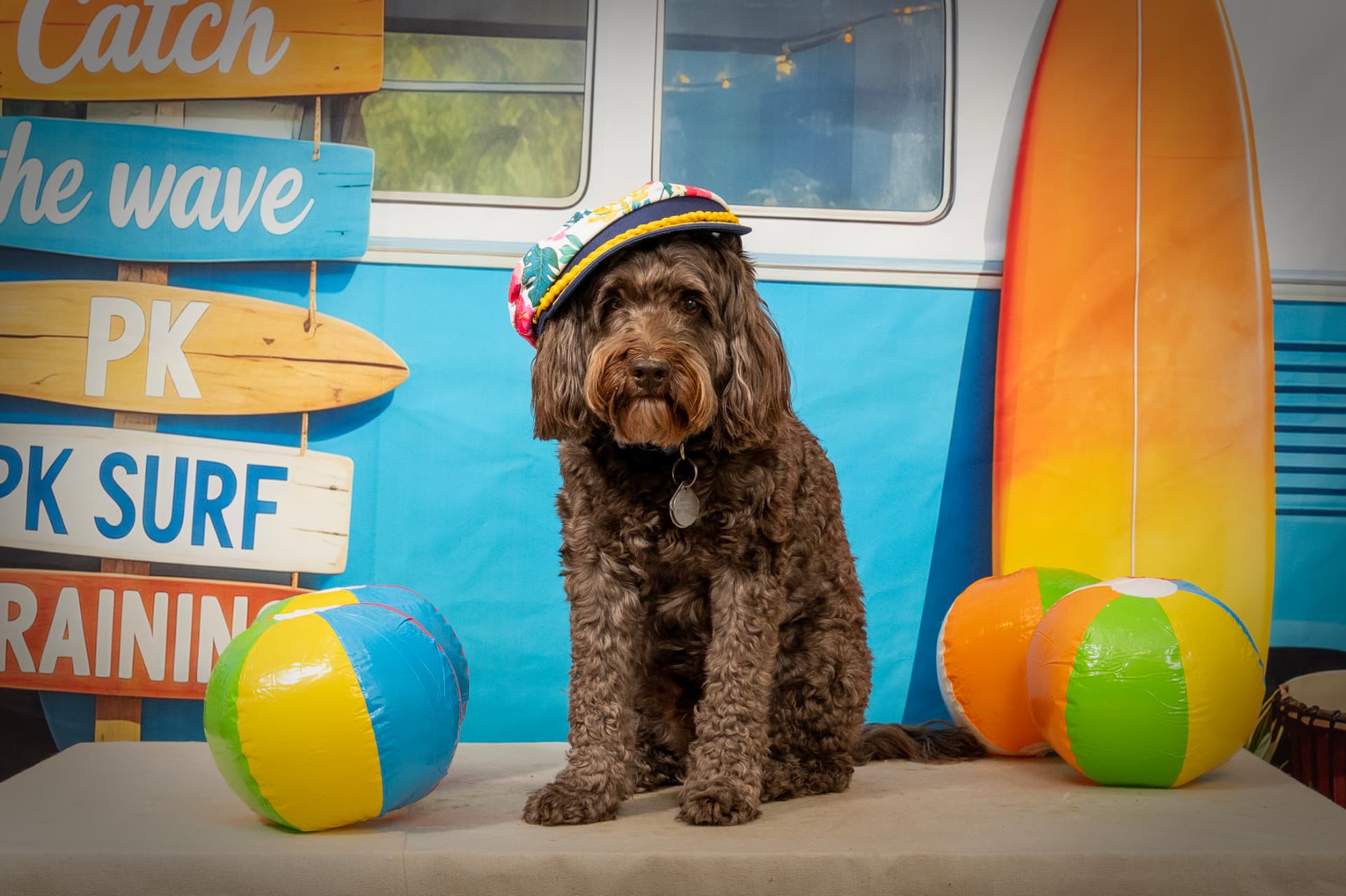 Brown doodle wearing a floral captain's hat in a beach portrait set