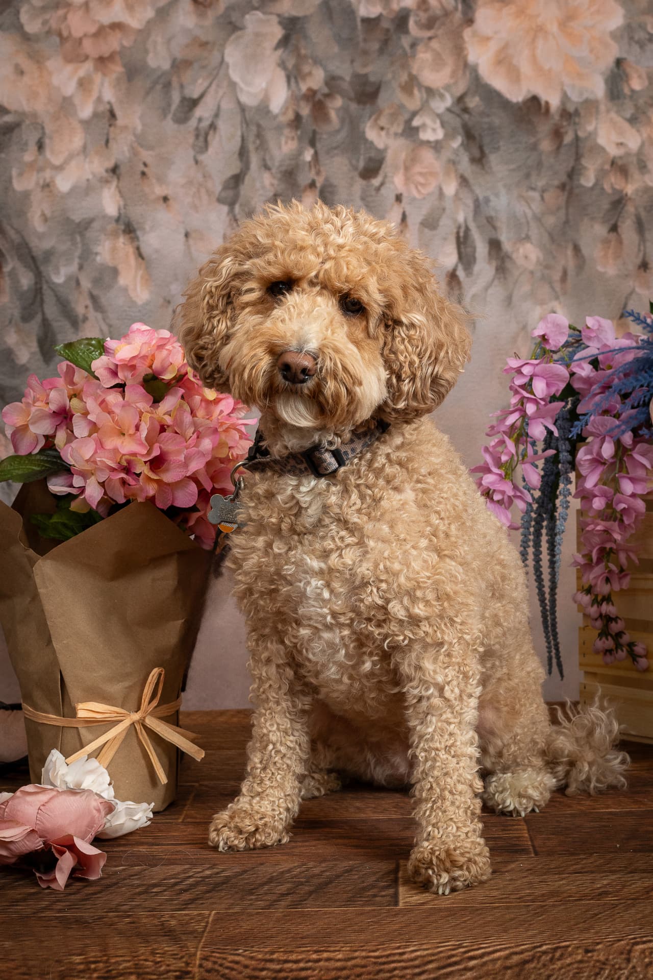Apricot doodle seated beside pink hydrangeas in a floral portrait set