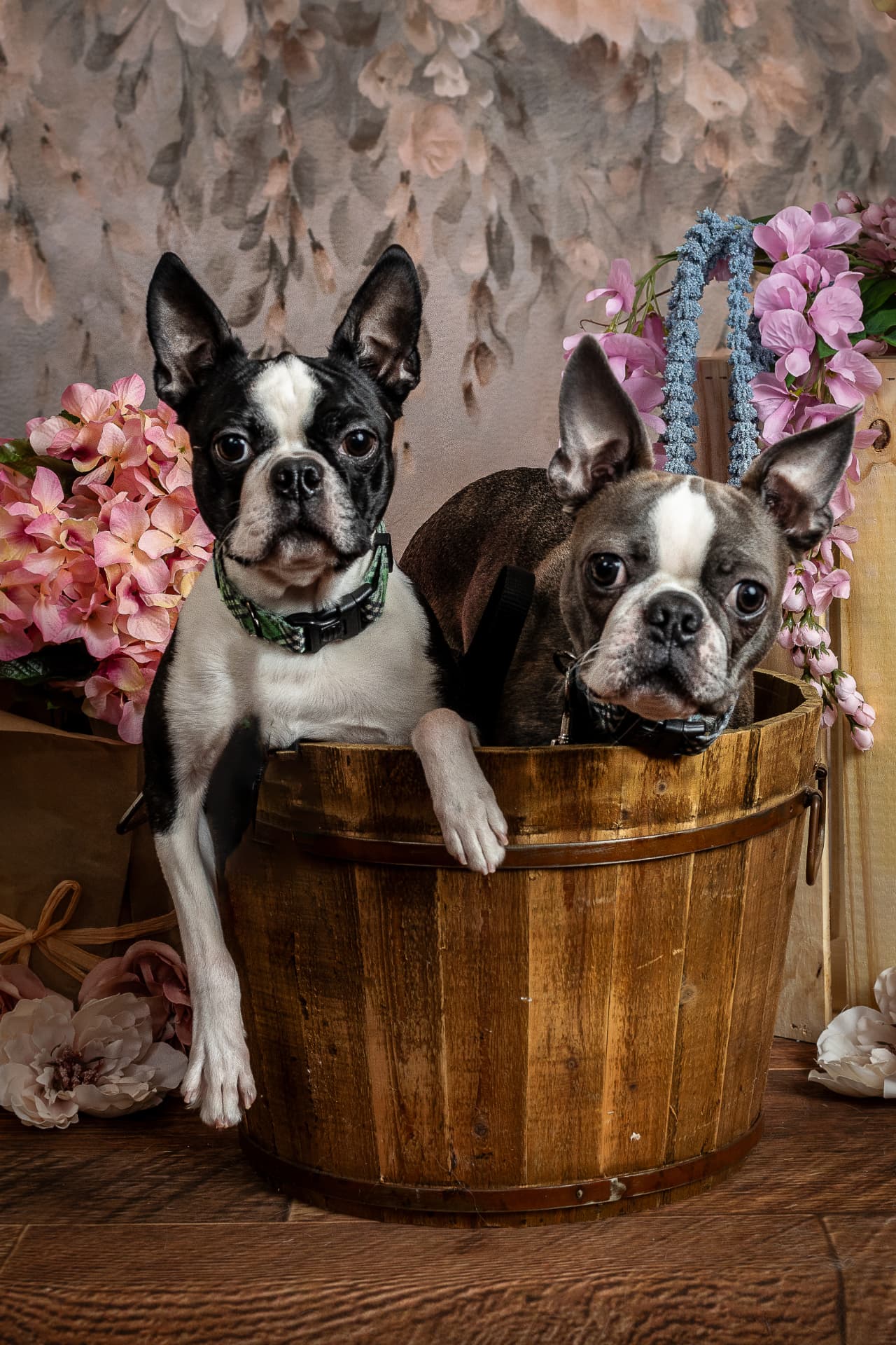Two Boston Terriers peeking out of a wooden bucket surrounded by pink and blue flowers in a spring-themed portrait set