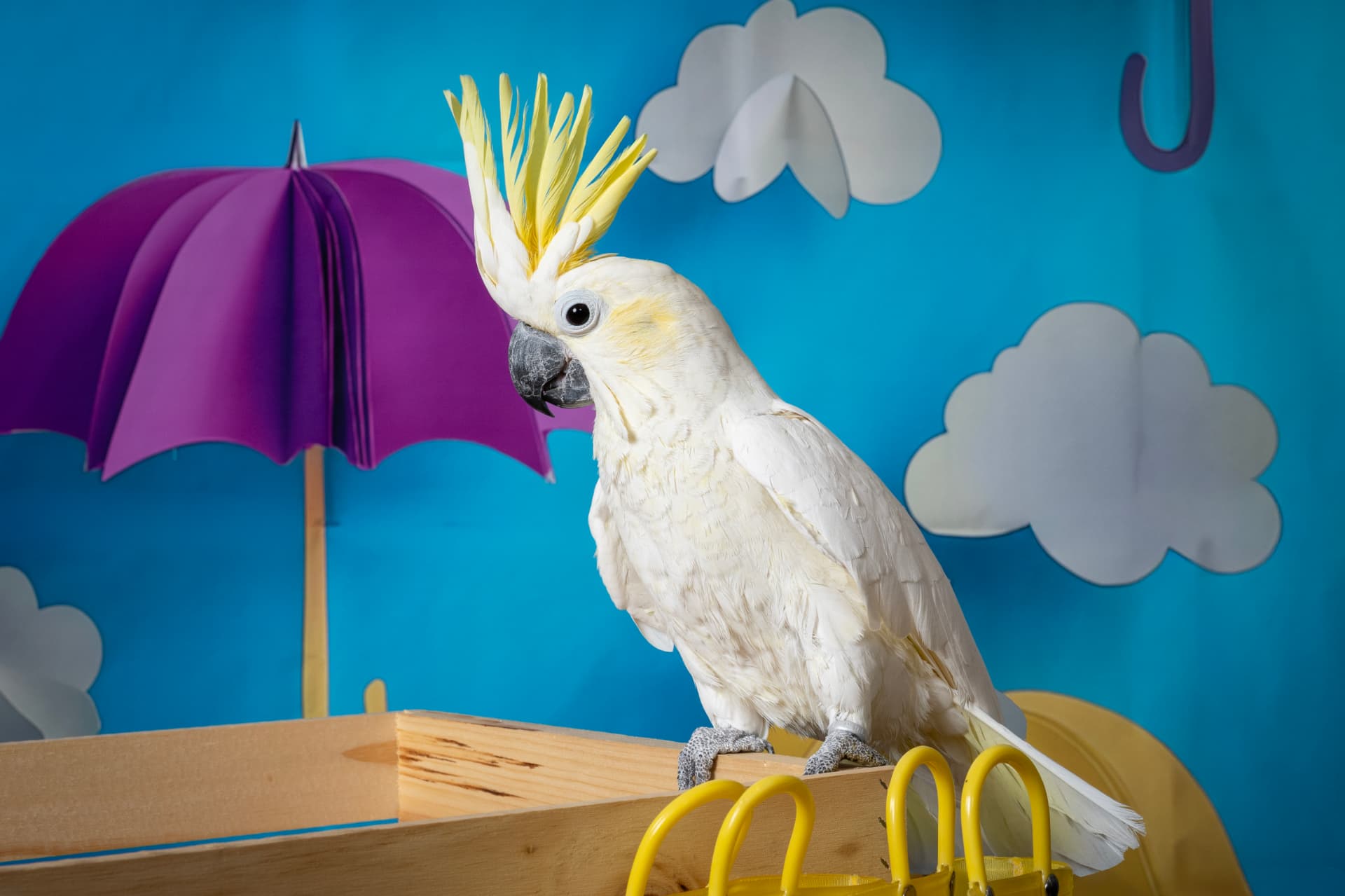 Sulphur-crested cockatoo perched on a miniature wooden cart with a purple umbrella and paper clouds at a pet portrait event