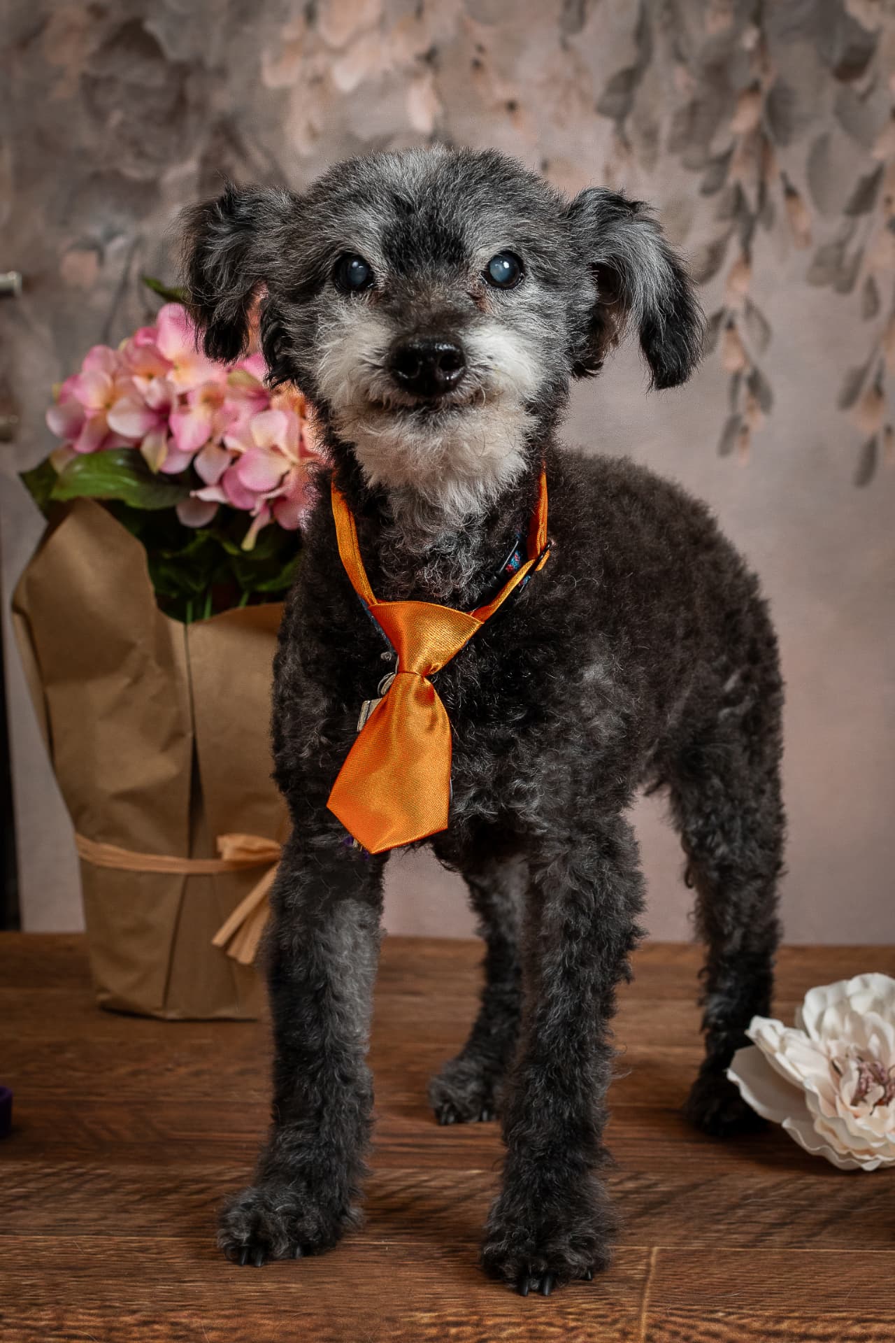 Gray terrier mix wearing an orange tie in a floral portrait set