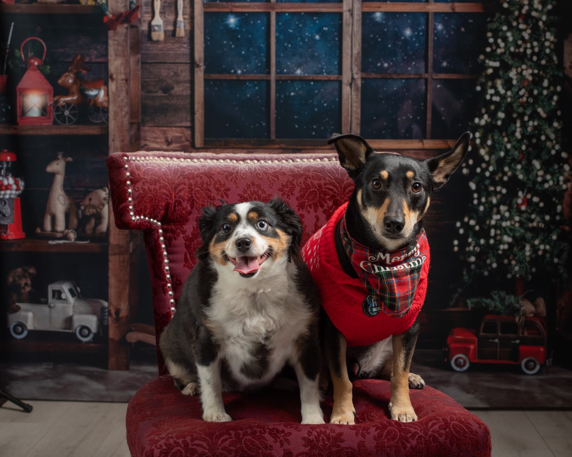 Two dogs posed on a red velvet chair in a cozy Christmas portrait set with a snowy window, garland, and holiday props