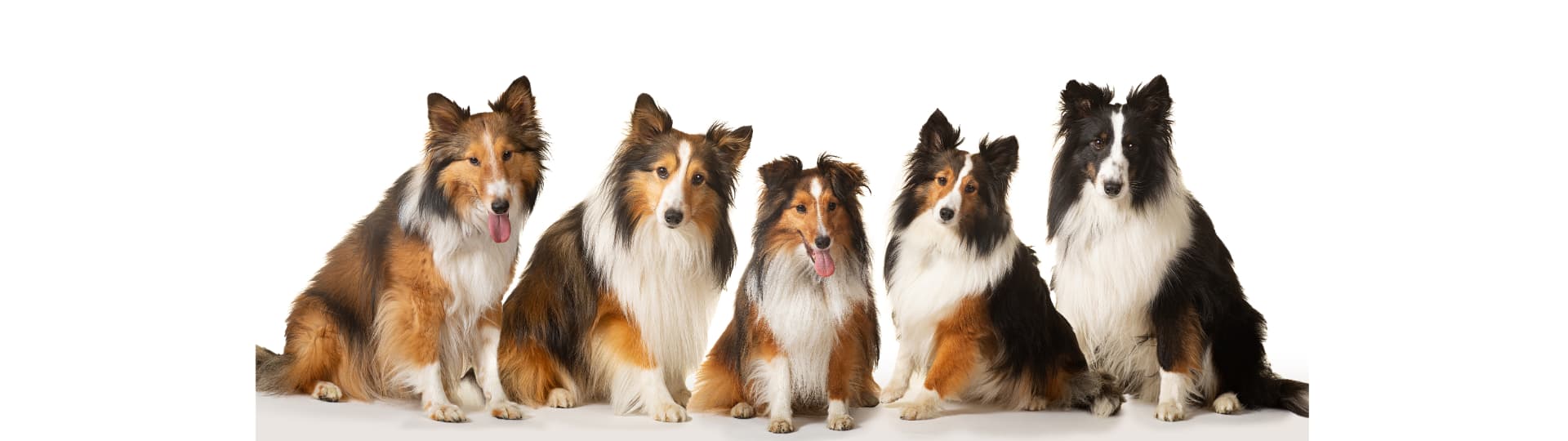 Five Shetland Sheepdogs posed together in a professional studio portrait