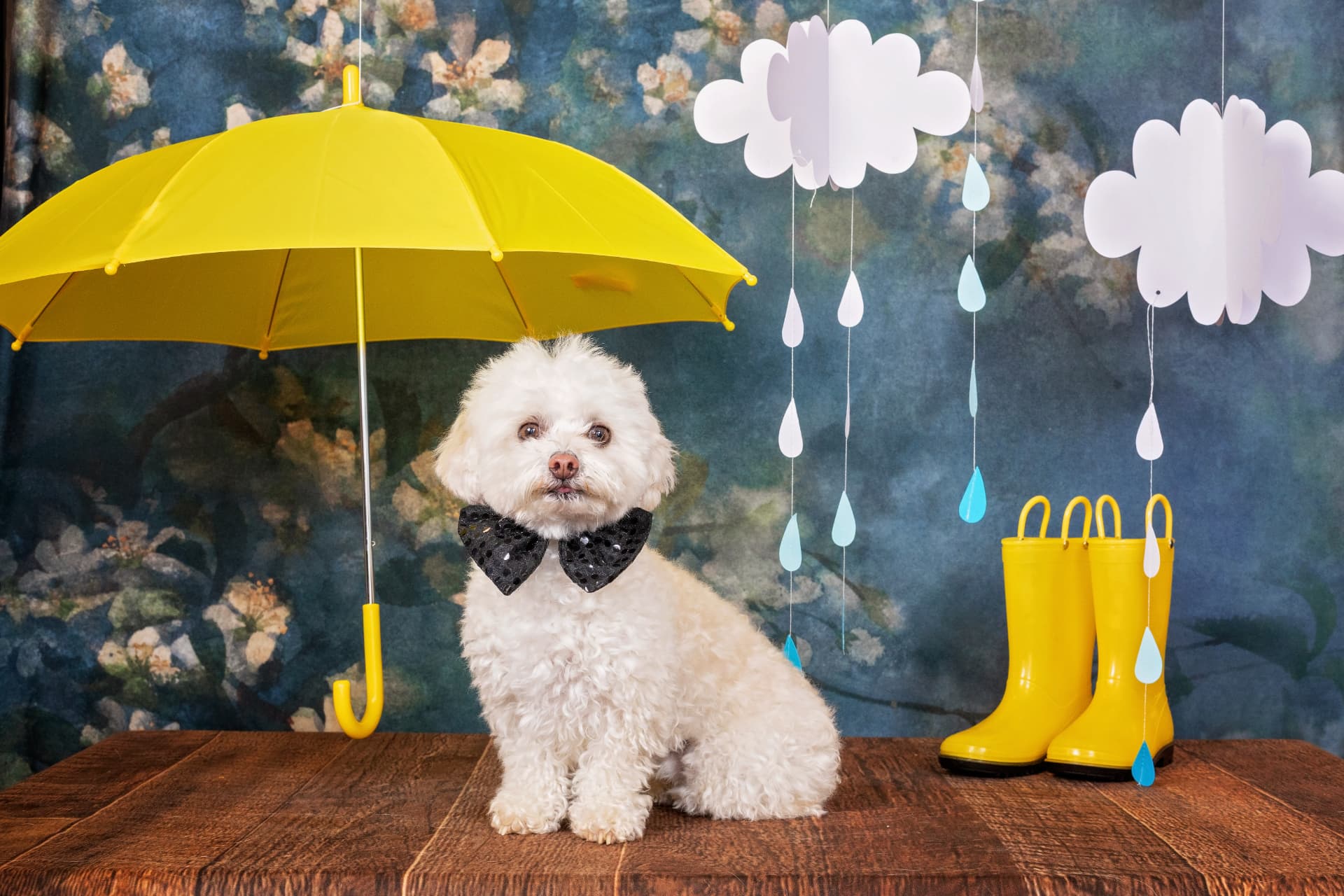 Small white dog wearing a black bow tie seated under a bright yellow umbrella with yellow rain boots and paper rain clouds in a spring portrait set