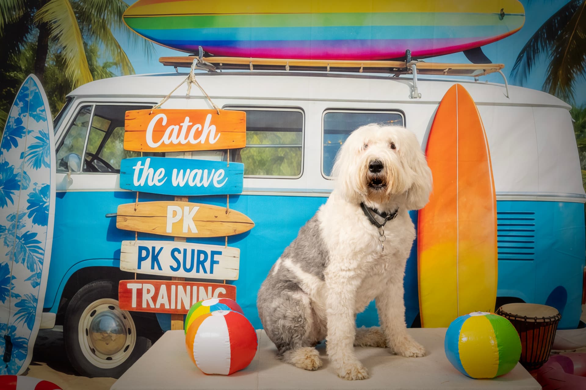 Shaggy sheepdog seated in front of a beach van portrait set