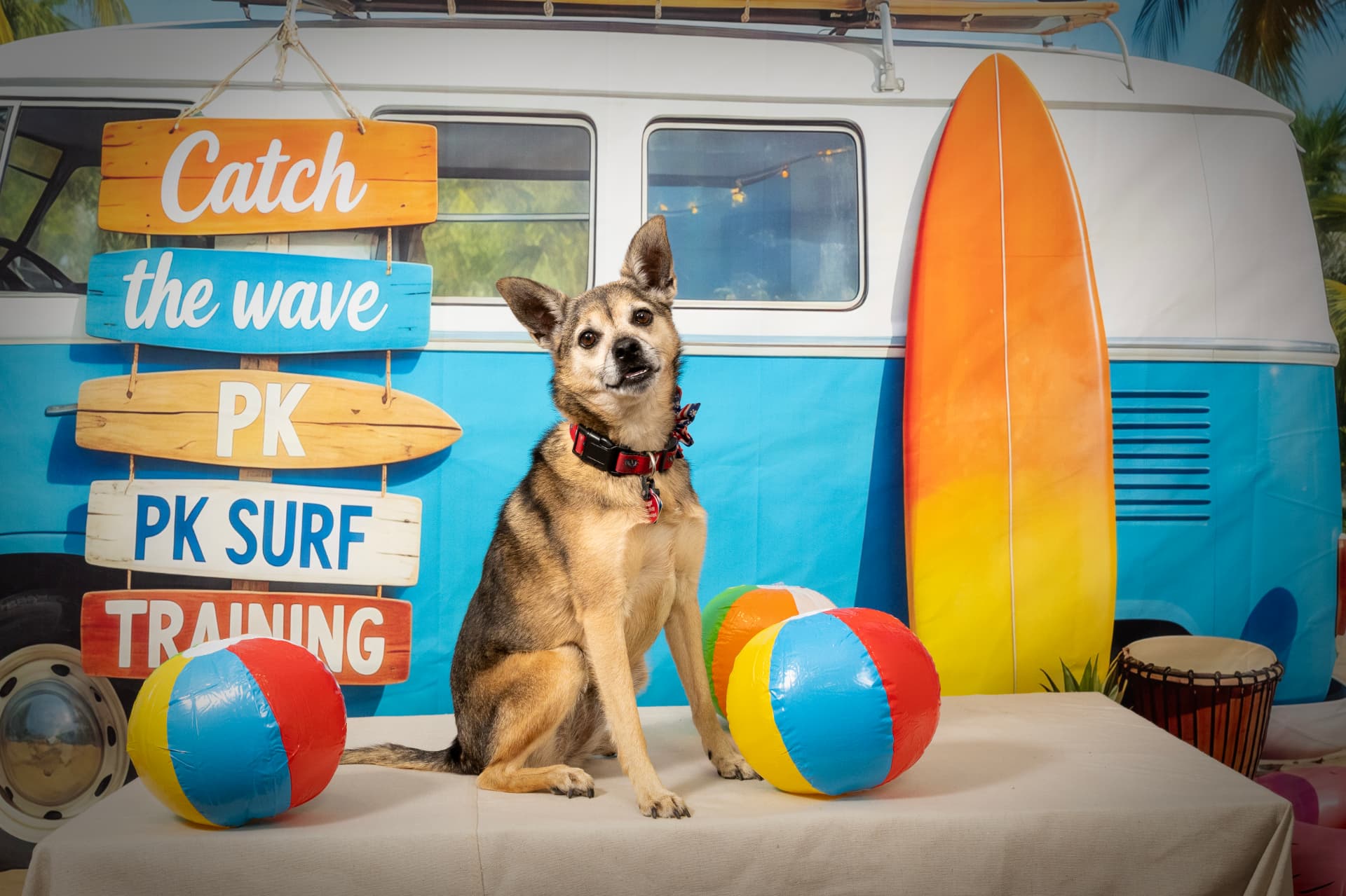 Portrait of a small tan dog seated in front of a surf van backdrop with beach balls and a surfboard